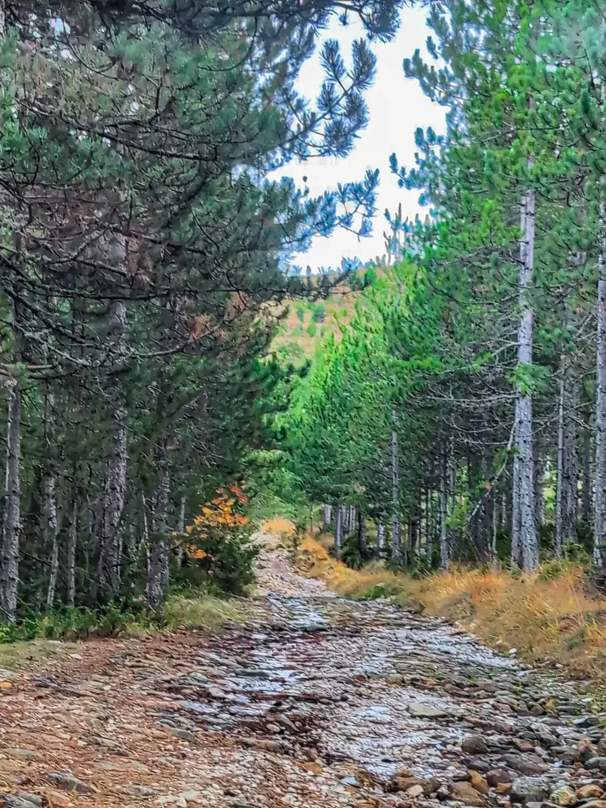 Rruga përmes pyjeve të Lurës